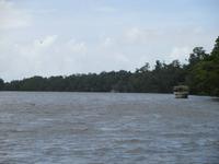 Fahrt auf dem Daintree River