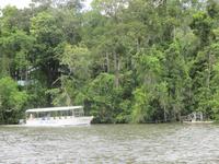 Fahrt auf dem Daintree River