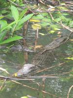 Salzwasserkrokodil im Daintree River
