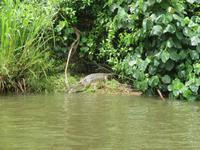 Salzwasserkrokodil im Daintree River