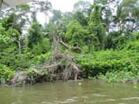 Fahrt auf dem Daintree River