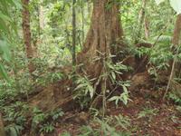 Daintree Nationalpark