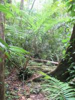 Daintree Nationalpark