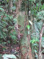 getarnte Echse im Daintree Nationalpark