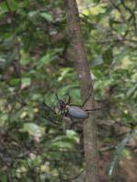 Golden Orb Spinne