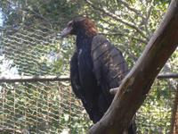 Adler