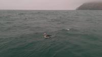 Albatrosstour
