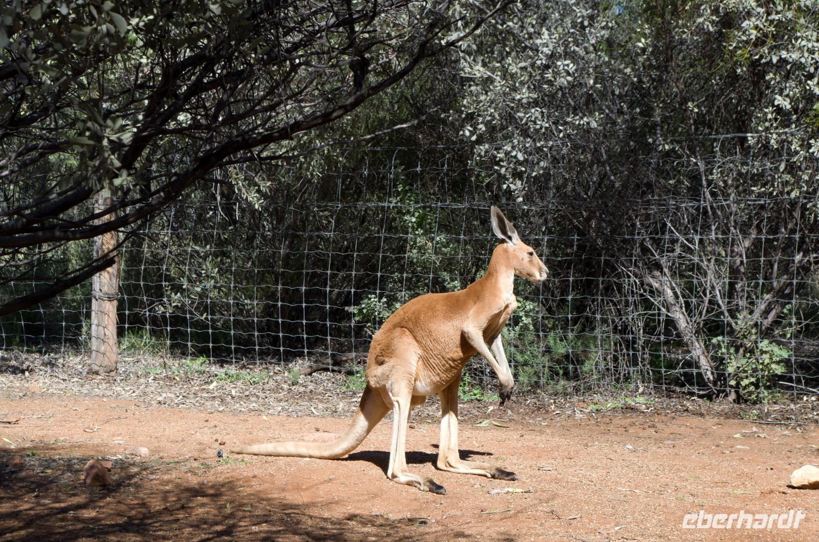 Alice Springs
