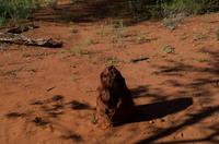 Alice Springs