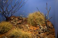 Alice Springs
