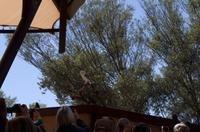 Alice Springs