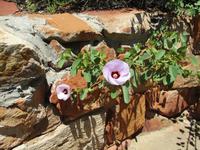 Alice Springs