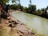 Alligator River