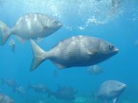 Am Great Barrier Reef