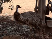 Am Stuart Highway nach Alice Springs