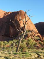 Am Uluru