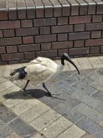 Bin Chicken
