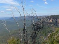Blue Mountain