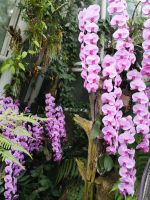 Botanical Garden Singapore