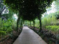 Botanischer Garten - Singapur