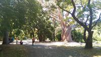 Botanischer Garten in Christchurch