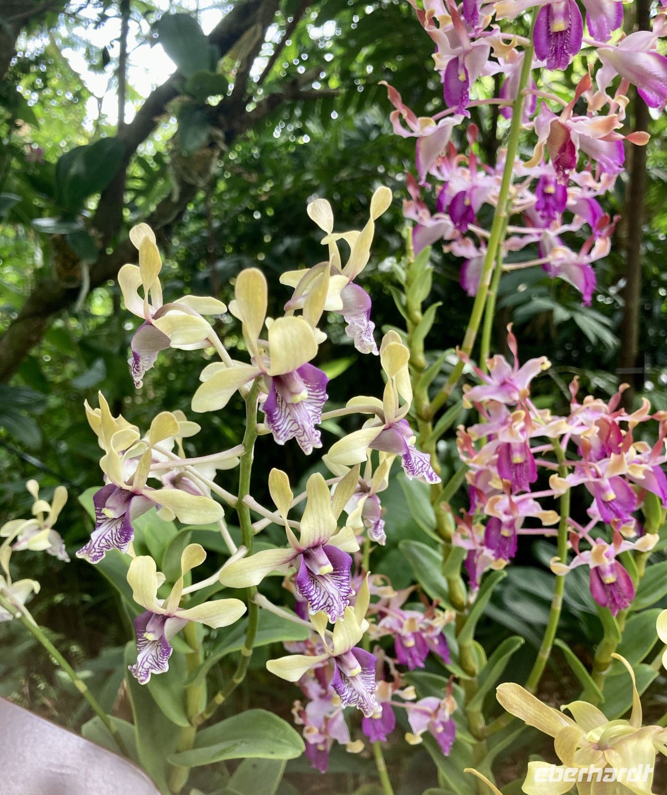 Botanischer Garten