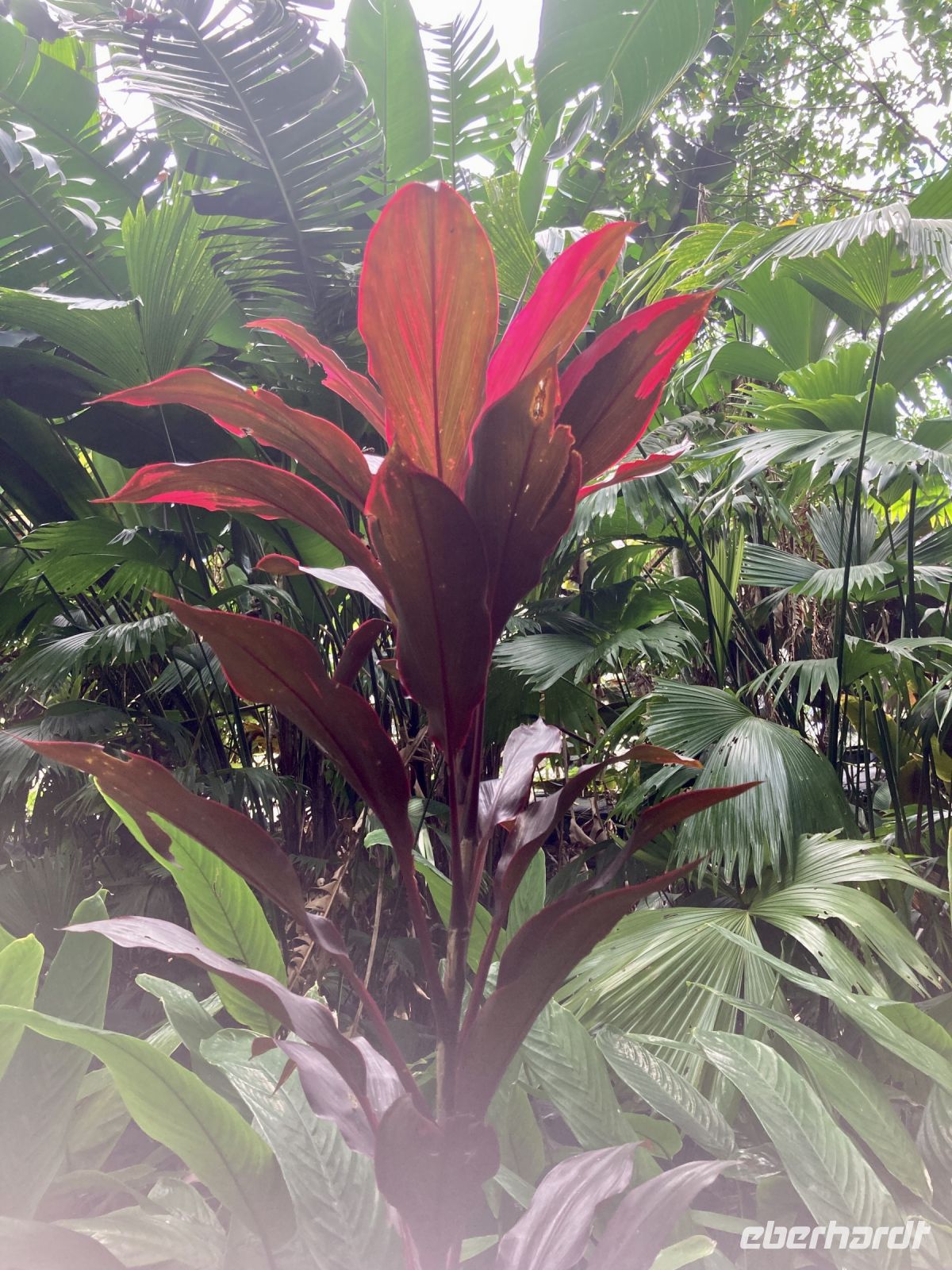 Botanischer Garten