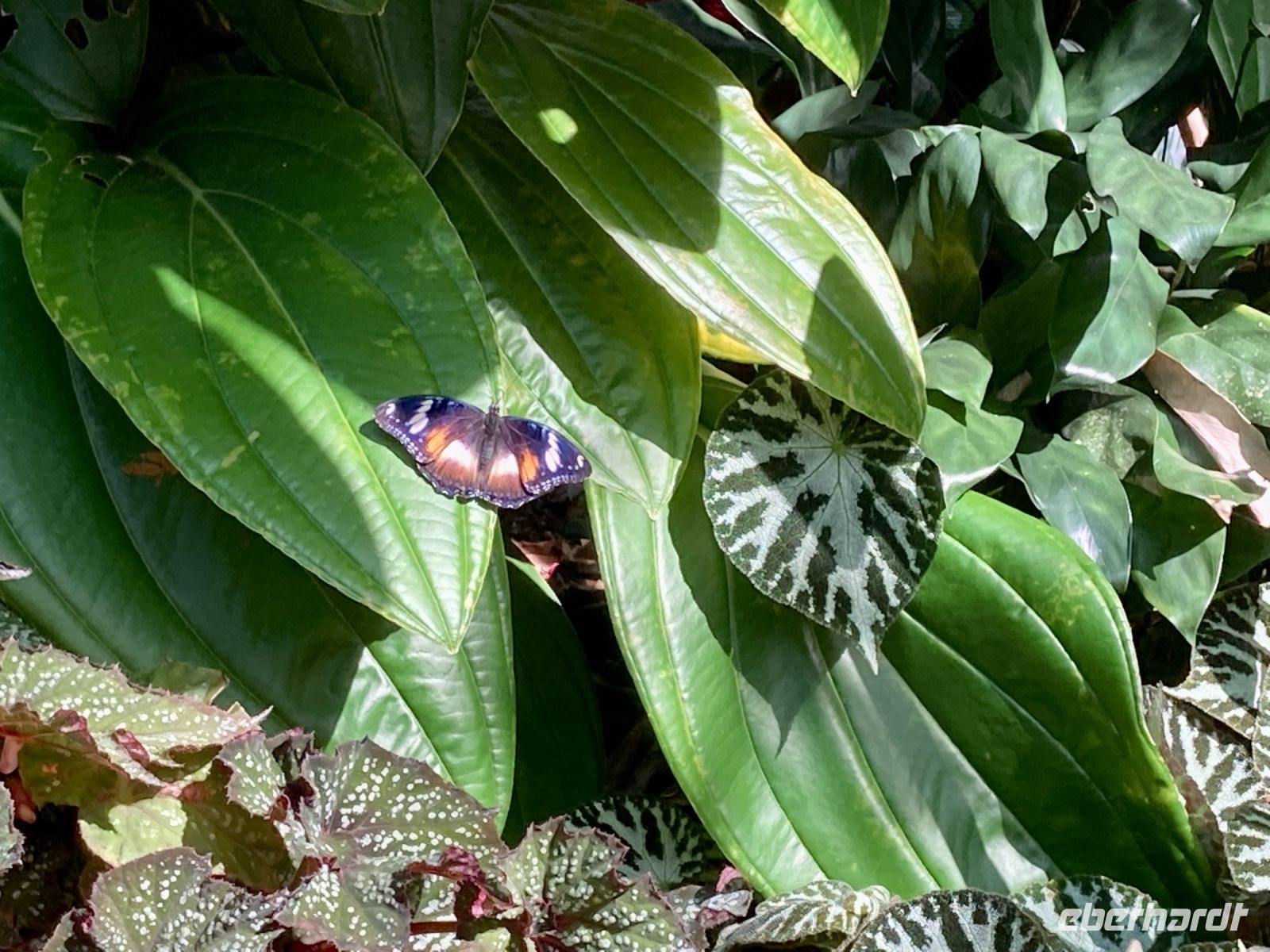 Botanischer Garten