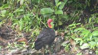Buschhuhn