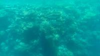 Cairns - Michaelmas Cay - U-Boot