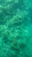 Cairns - Michaelmas Cay - U-Boot