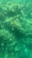 Cairns - Michaelmas Cay - U-Boot