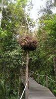 Cairns - Seilbahn nach Kuranda
