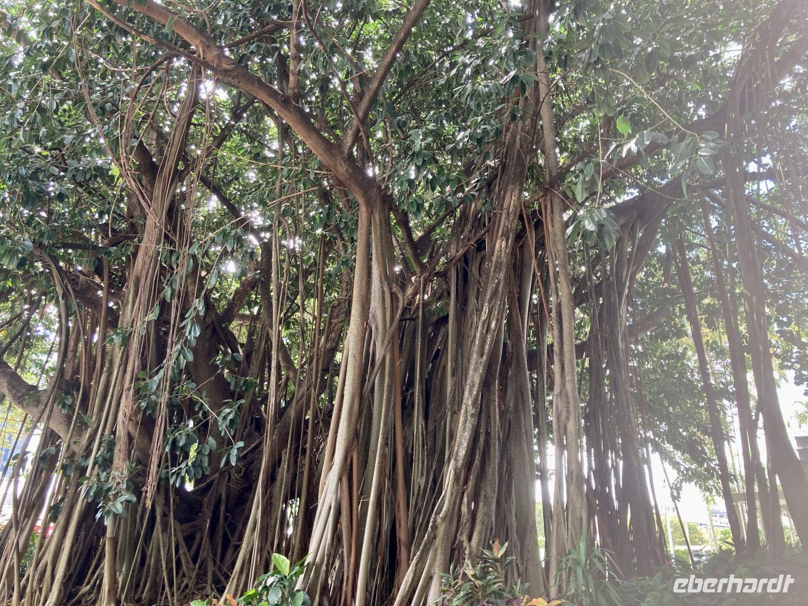 Cairns