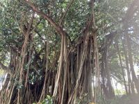 Cairns