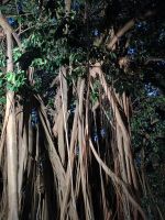Cairns