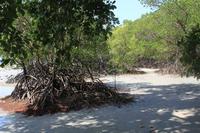Cape Tribulation