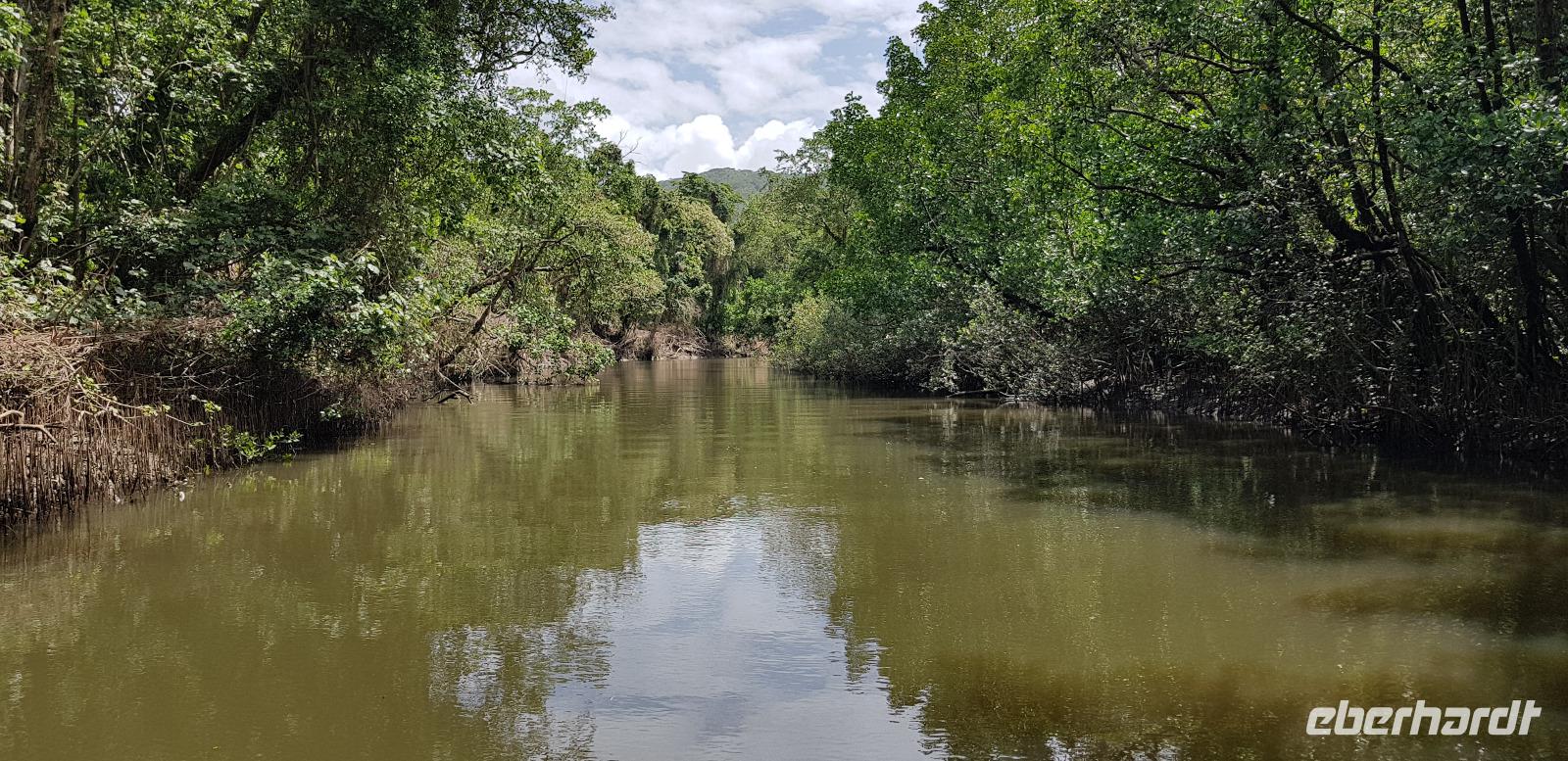 Crocodile Cruise auf dem Daintree River