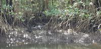Crocodile Cruise auf dem Daintree River