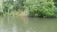 Daintree River...Krokodil in Sicht