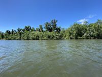 Daintree River