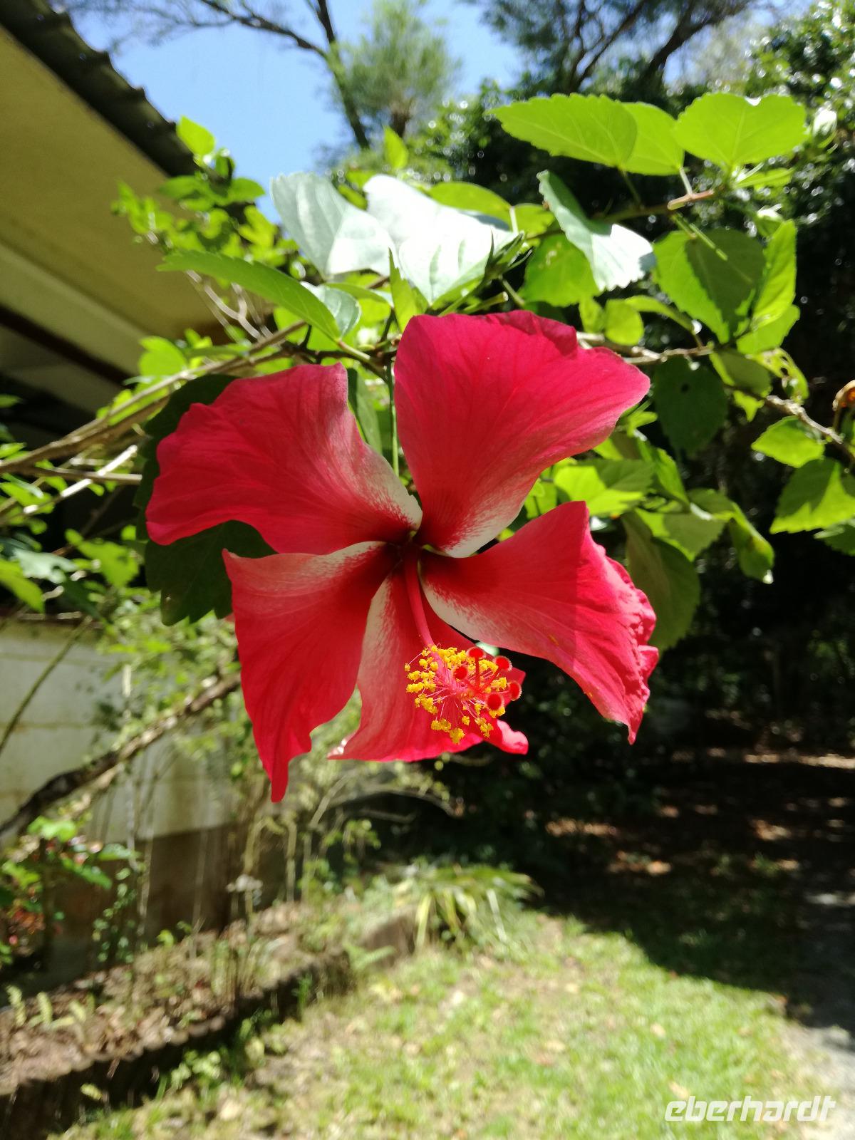 Daintree Tea House