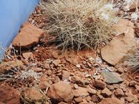 Desert Park Alice Springs 