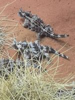 Desert Park, Mac Donnell Ranges
