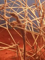 Desert Park, Mac Donnell Ranges