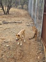 Dingo-Puppy