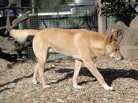 Dingo