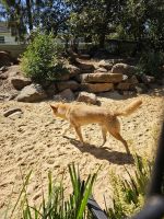Dingo