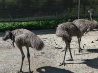 Emu