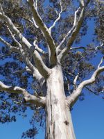 Eukalyptusbaum Kings Park